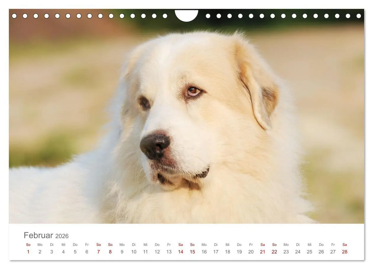 Bild: 9783457636961 | Pyrenäenberghunde (Wandkalender 2026 DIN A4 quer), CALVENDO...