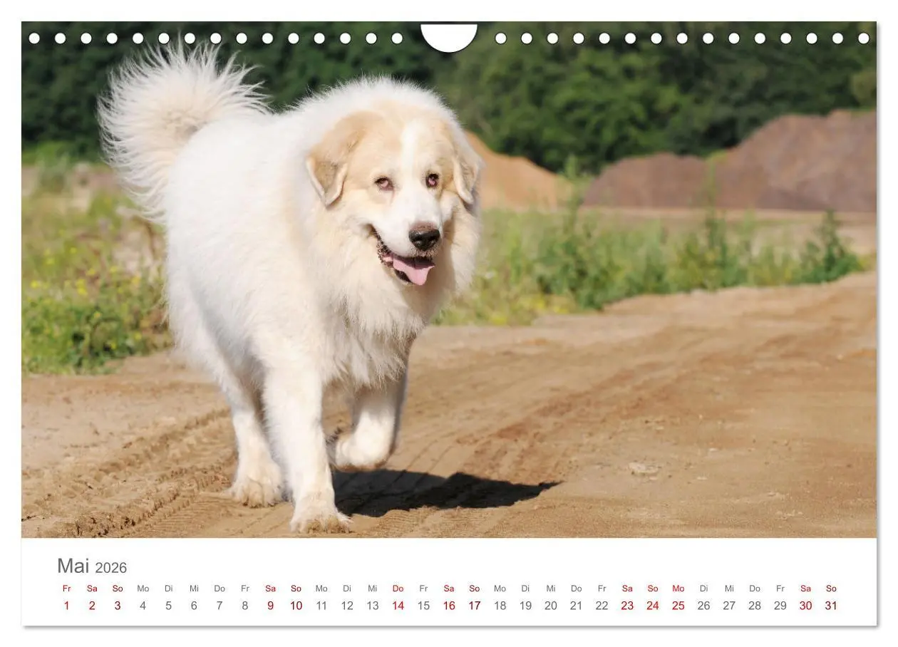 Bild: 9783457636961 | Pyrenäenberghunde (Wandkalender 2026 DIN A4 quer), CALVENDO...