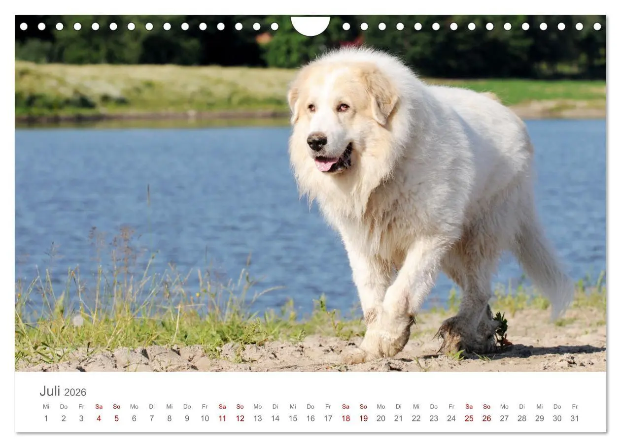 Bild: 9783457636961 | Pyrenäenberghunde (Wandkalender 2026 DIN A4 quer), CALVENDO...
