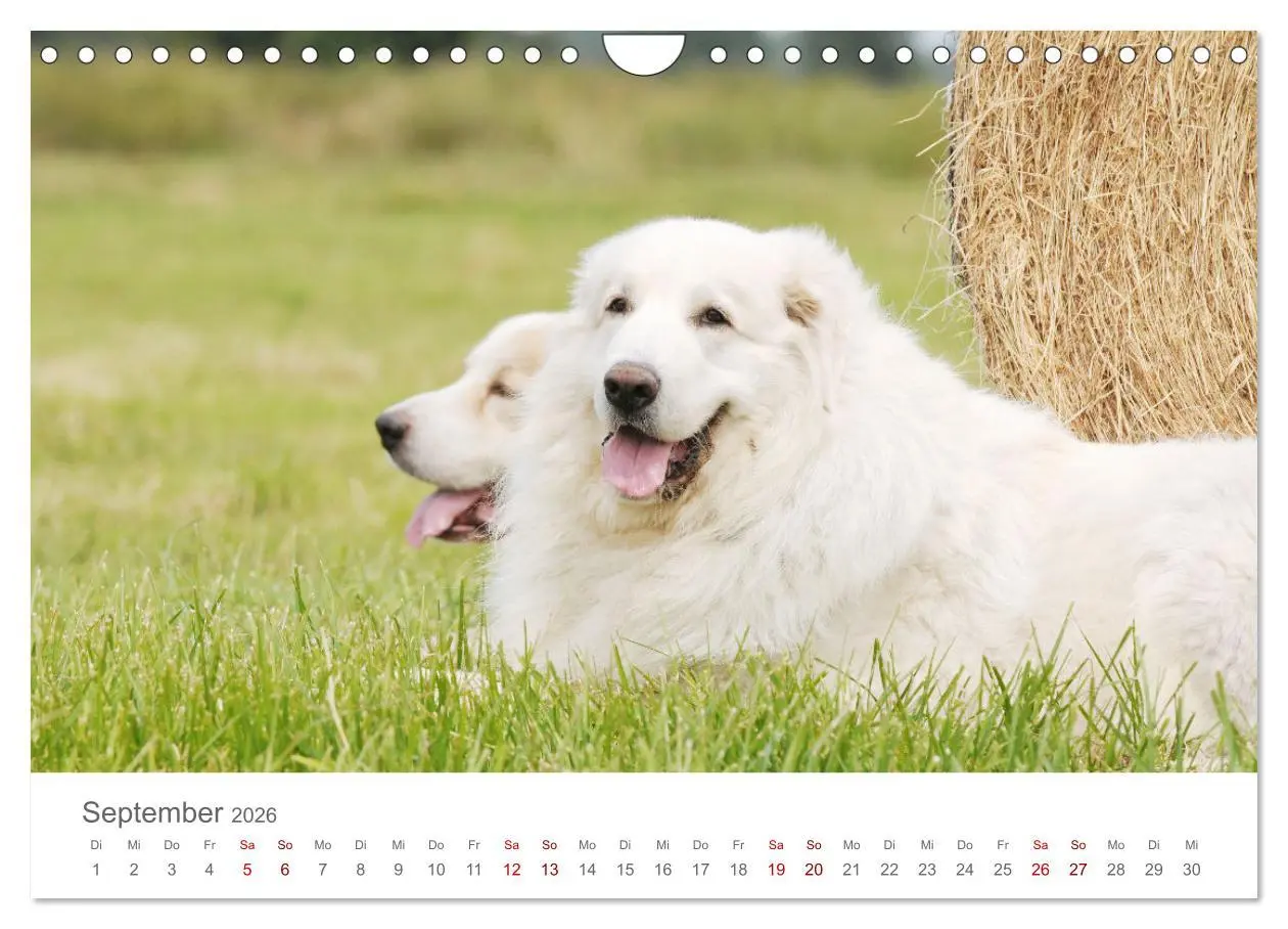 Bild: 9783457636961 | Pyrenäenberghunde (Wandkalender 2026 DIN A4 quer), CALVENDO...