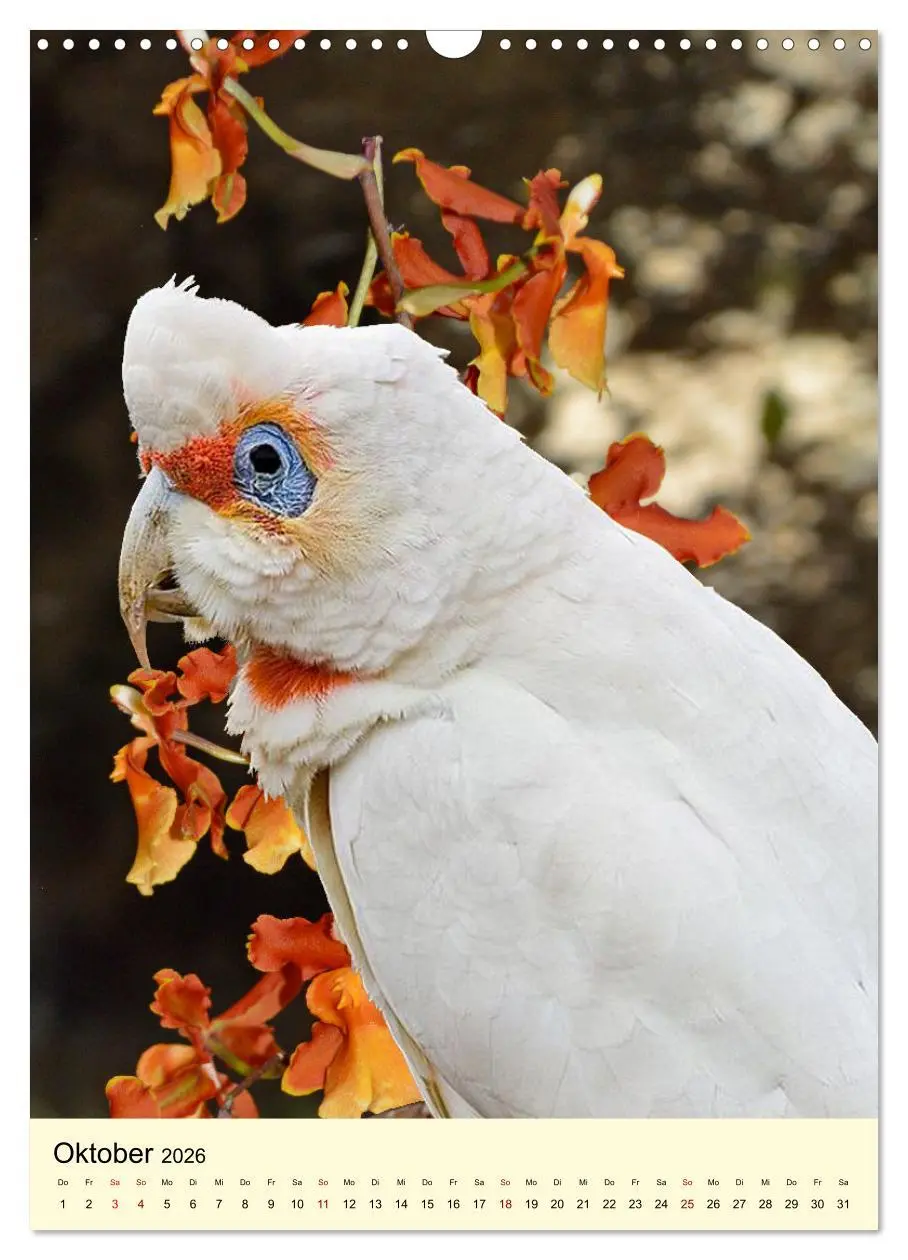Bild: 9783516346961 | Auge in Auge mit Kakadus und Sittichen aus Australien (Wandkalender...