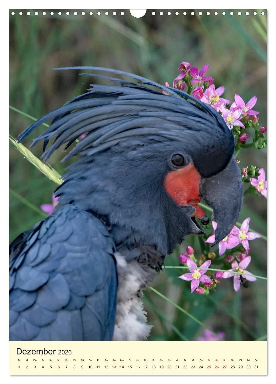 Bild: 9783516346961 | Auge in Auge mit Kakadus und Sittichen aus Australien (Wandkalender...