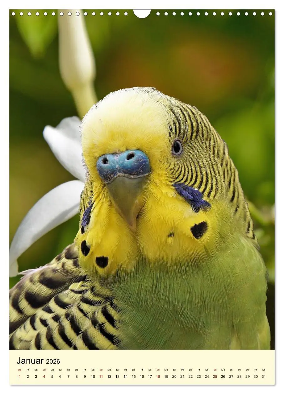 Bild: 9783516346961 | Auge in Auge mit Kakadus und Sittichen aus Australien (Wandkalender...