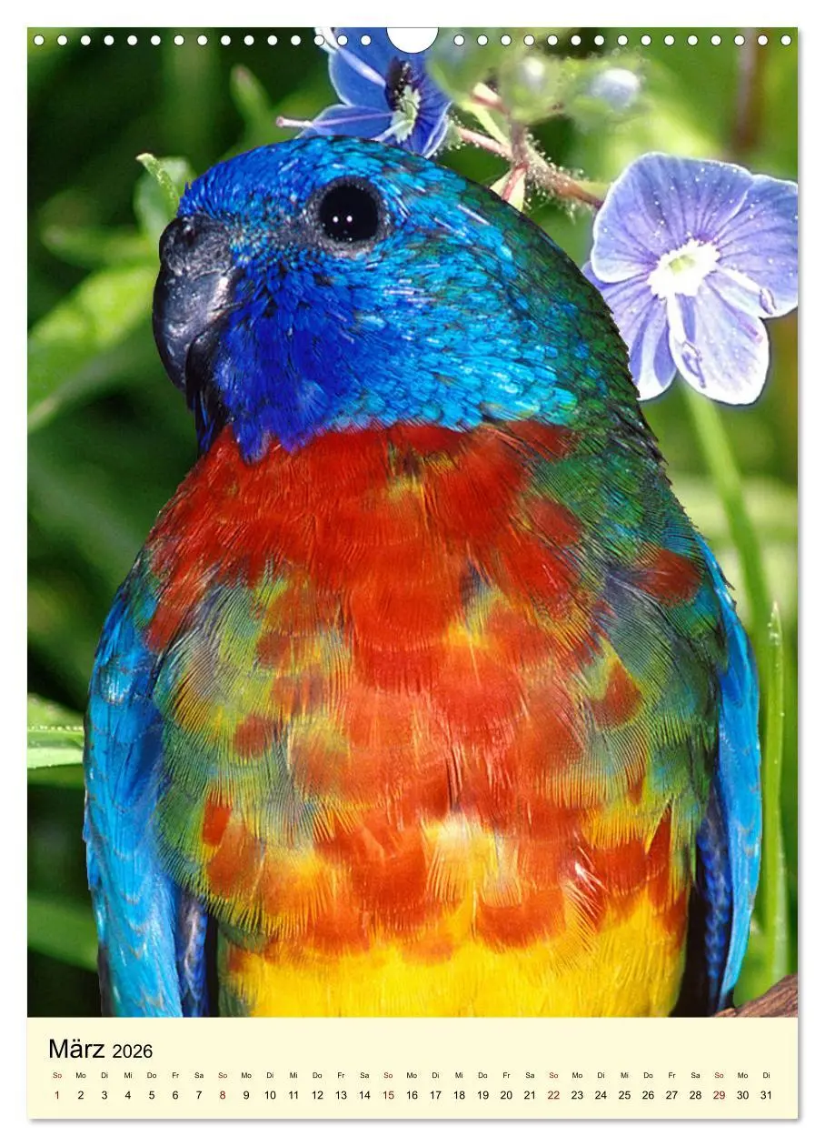 Bild: 9783516346961 | Auge in Auge mit Kakadus und Sittichen aus Australien (Wandkalender...