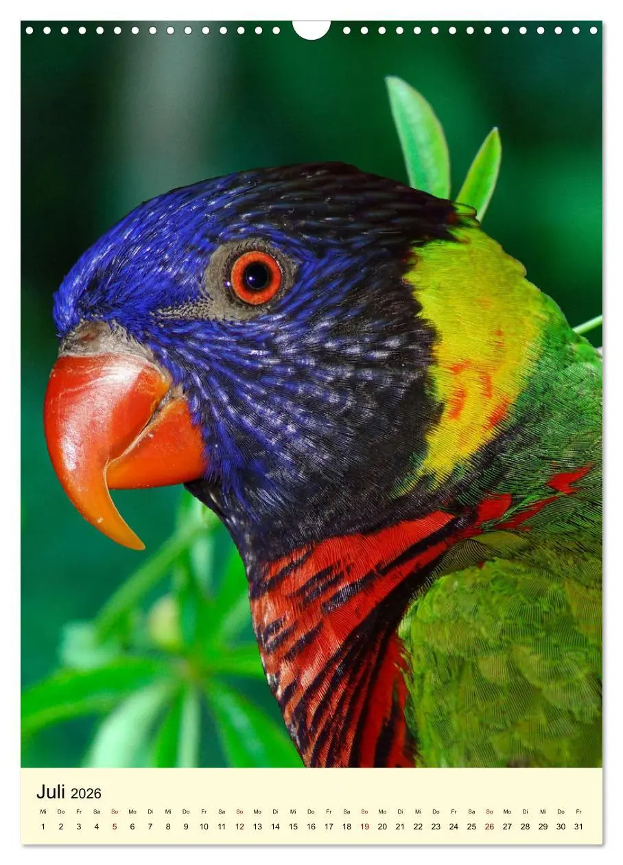 Bild: 9783516346961 | Auge in Auge mit Kakadus und Sittichen aus Australien (Wandkalender...
