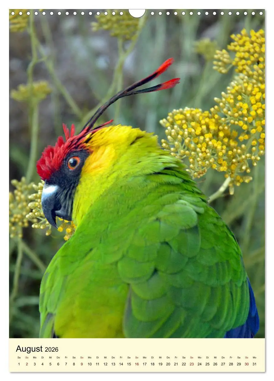 Bild: 9783516346961 | Auge in Auge mit Kakadus und Sittichen aus Australien (Wandkalender...