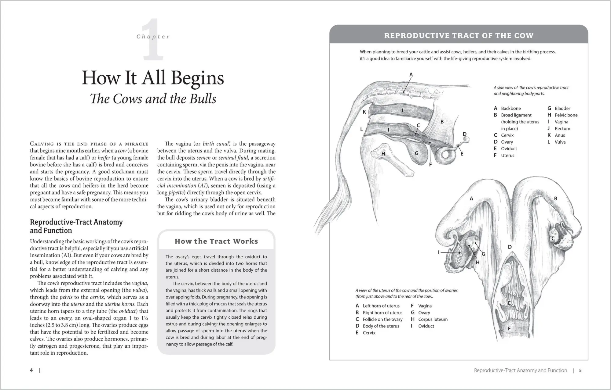 Bild: 9781580177061 | Essential Guide to Calving | Heather Smith Thomas | Taschenbuch | 2007