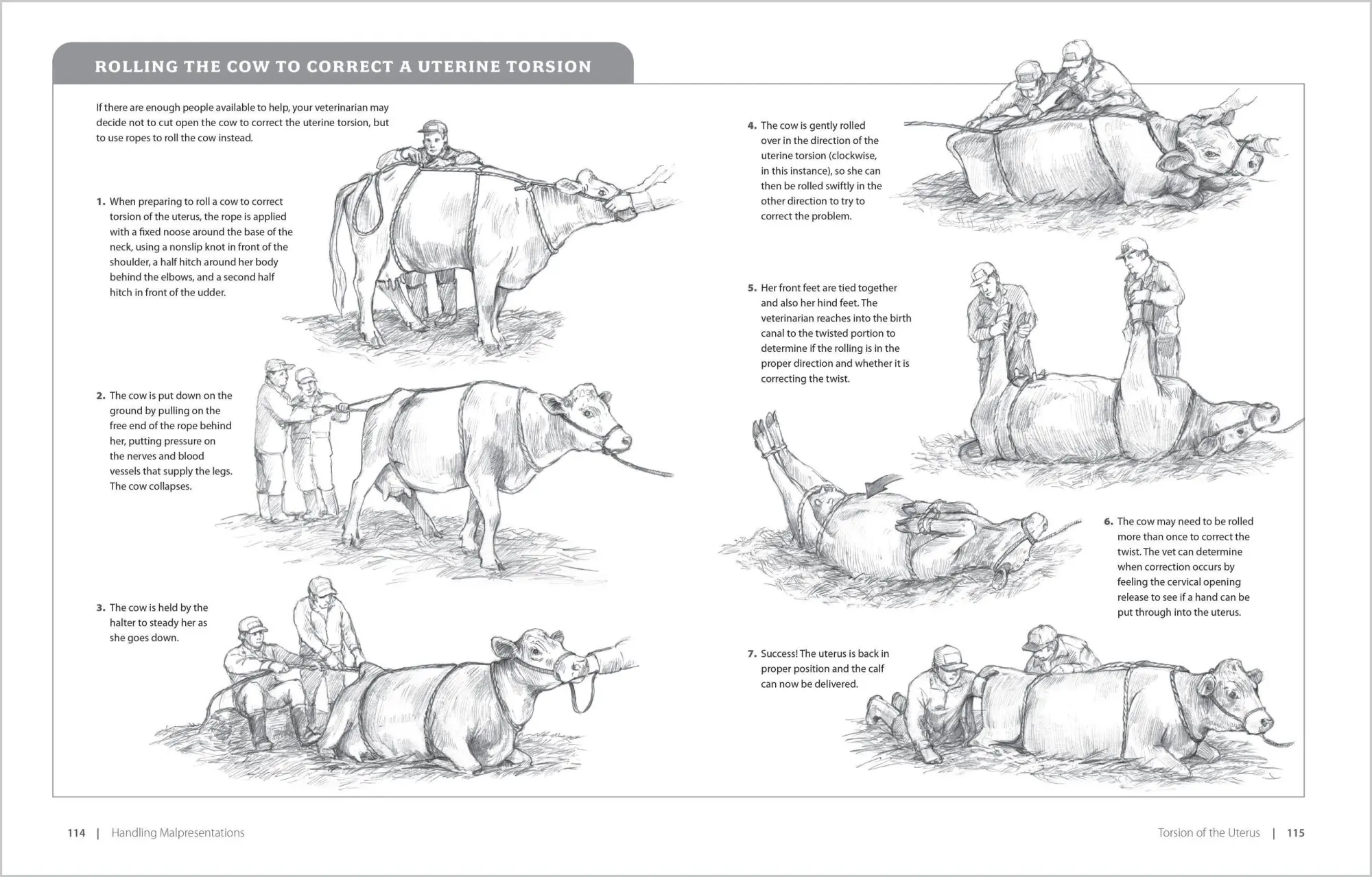 Bild: 9781580177061 | Essential Guide to Calving | Heather Smith Thomas | Taschenbuch | 2007