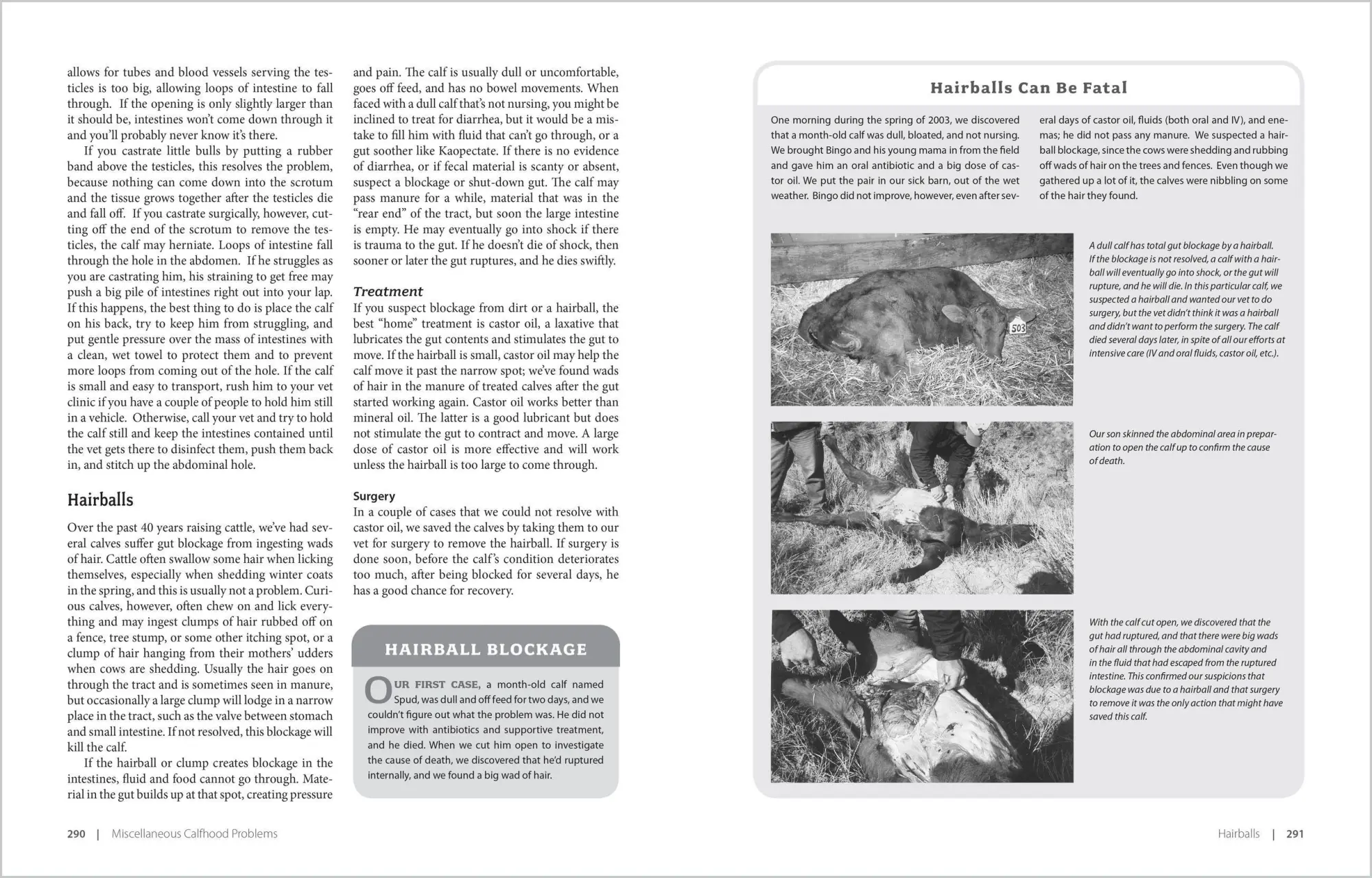 Bild: 9781580177061 | Essential Guide to Calving | Heather Smith Thomas | Taschenbuch | 2007