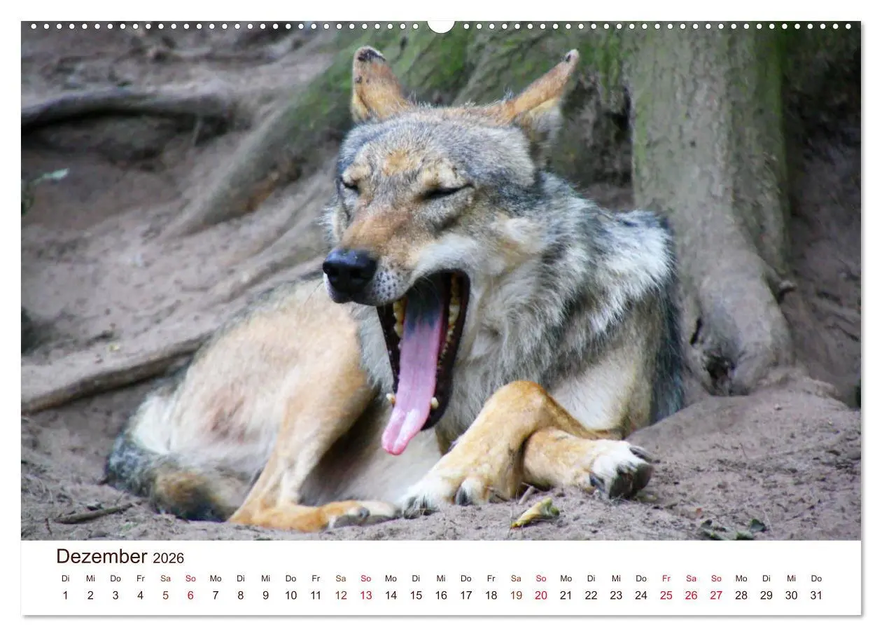 Bild: 9783457767061 | Wölfe 2026. Tierische Impressionen (hochwertiger Premium...