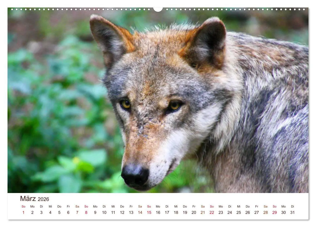 Bild: 9783457767061 | Wölfe 2026. Tierische Impressionen (hochwertiger Premium...