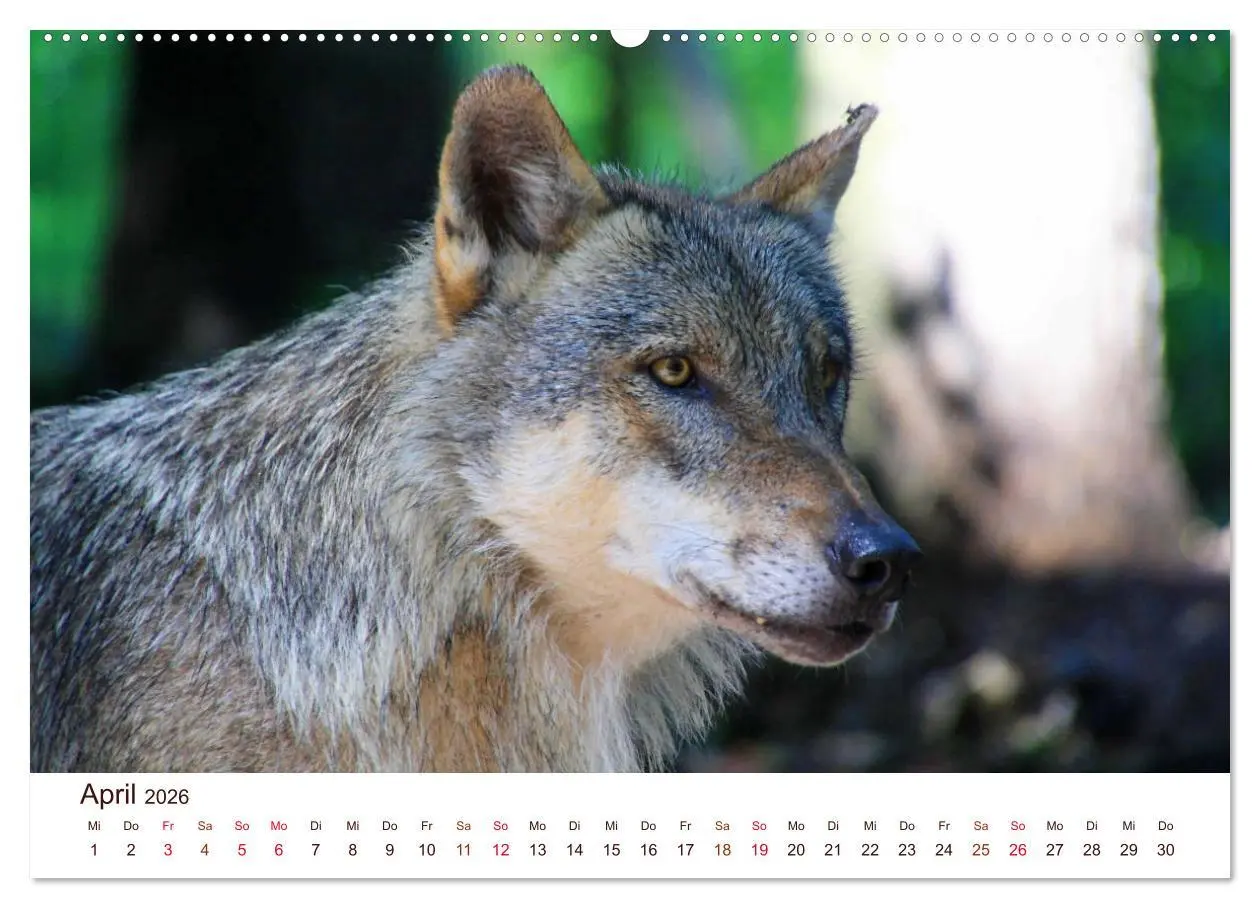 Bild: 9783457767061 | Wölfe 2026. Tierische Impressionen (hochwertiger Premium...