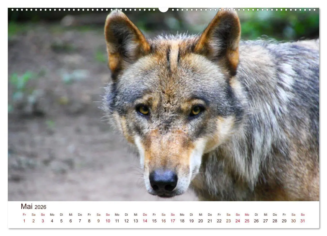 Bild: 9783457767061 | Wölfe 2026. Tierische Impressionen (hochwertiger Premium...