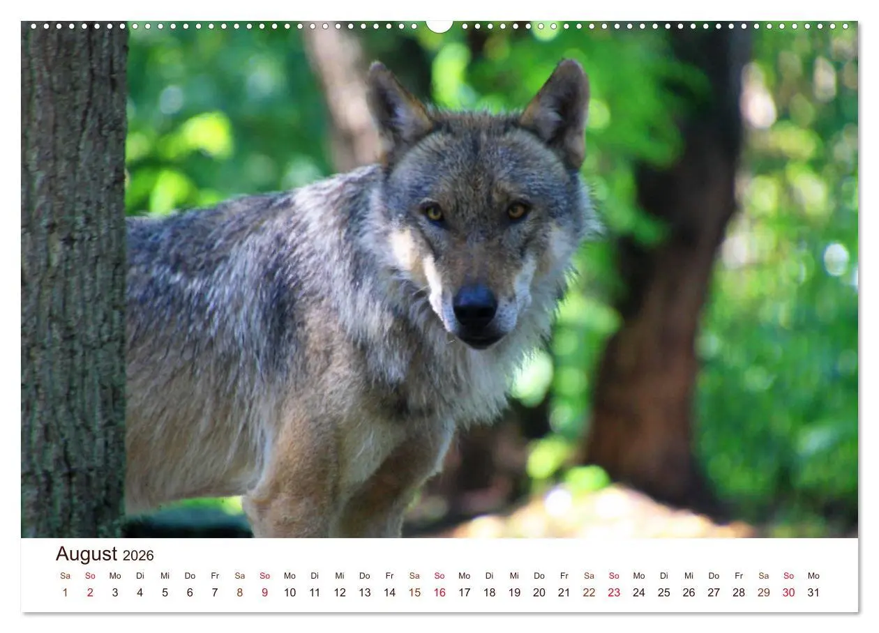 Bild: 9783457767061 | Wölfe 2026. Tierische Impressionen (hochwertiger Premium...