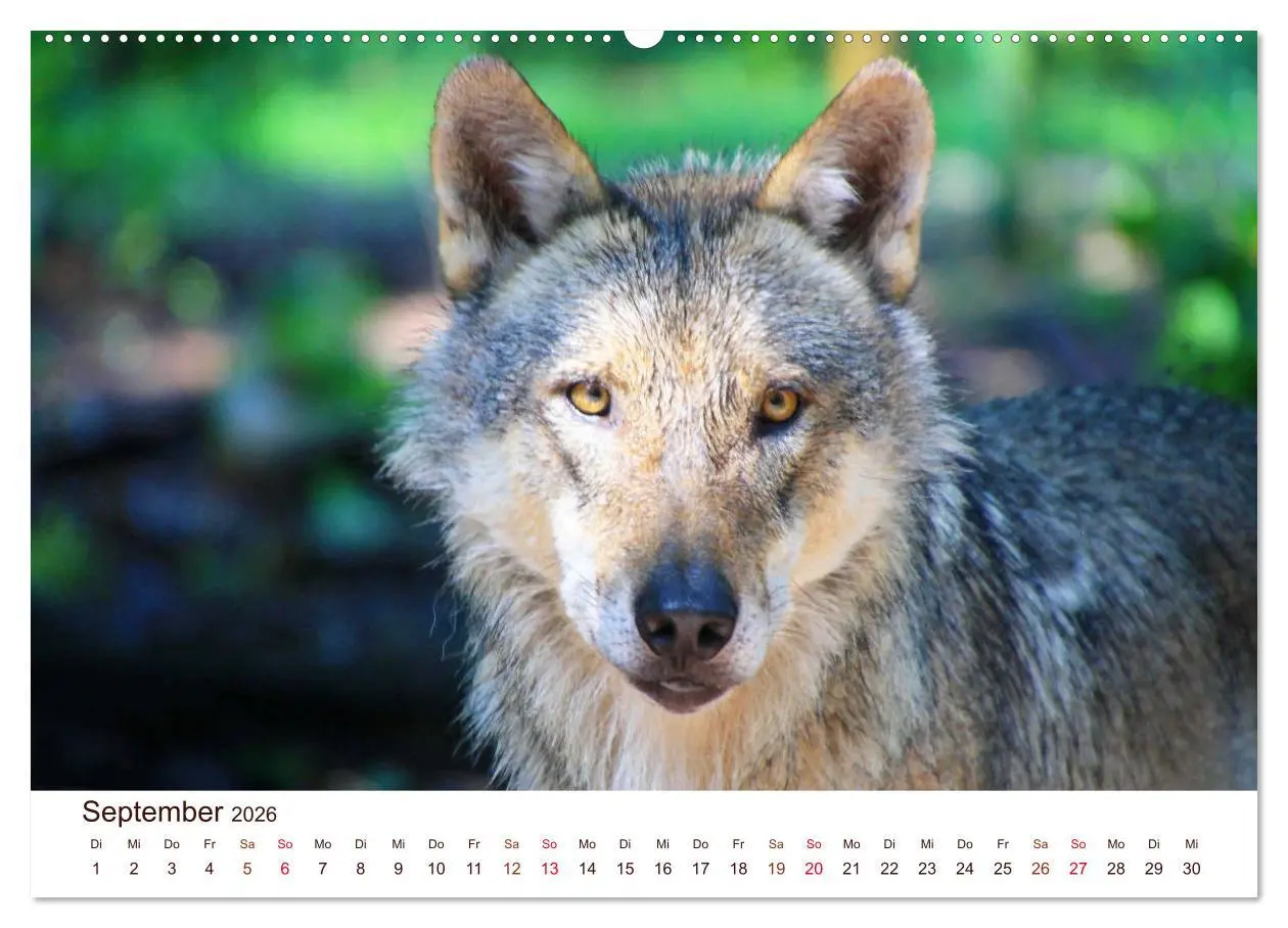 Bild: 9783457767061 | Wölfe 2026. Tierische Impressionen (hochwertiger Premium...