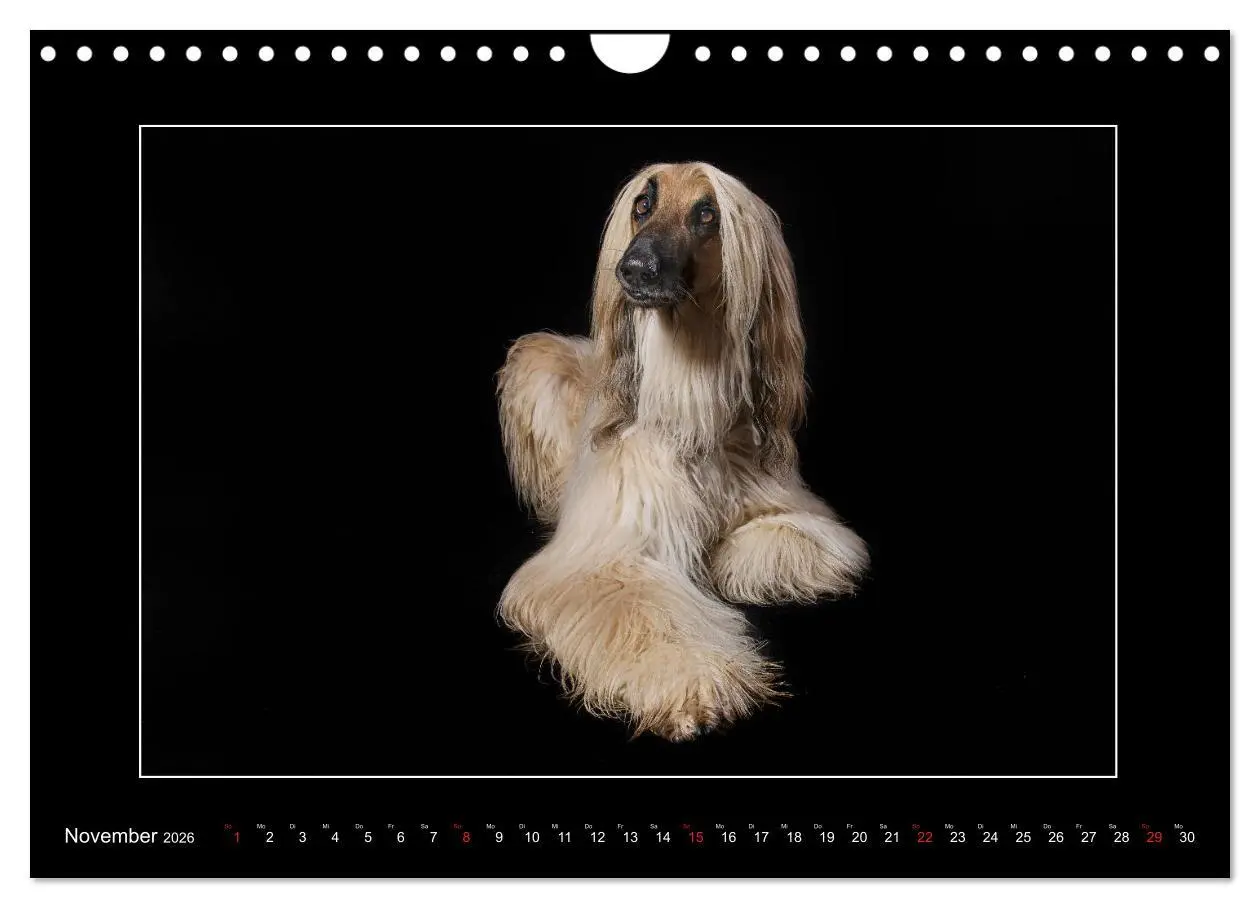 Bild: 9783457747261 | Windhunde - Schnelle Schönheiten (Wandkalender 2026 DIN A4 quer),...