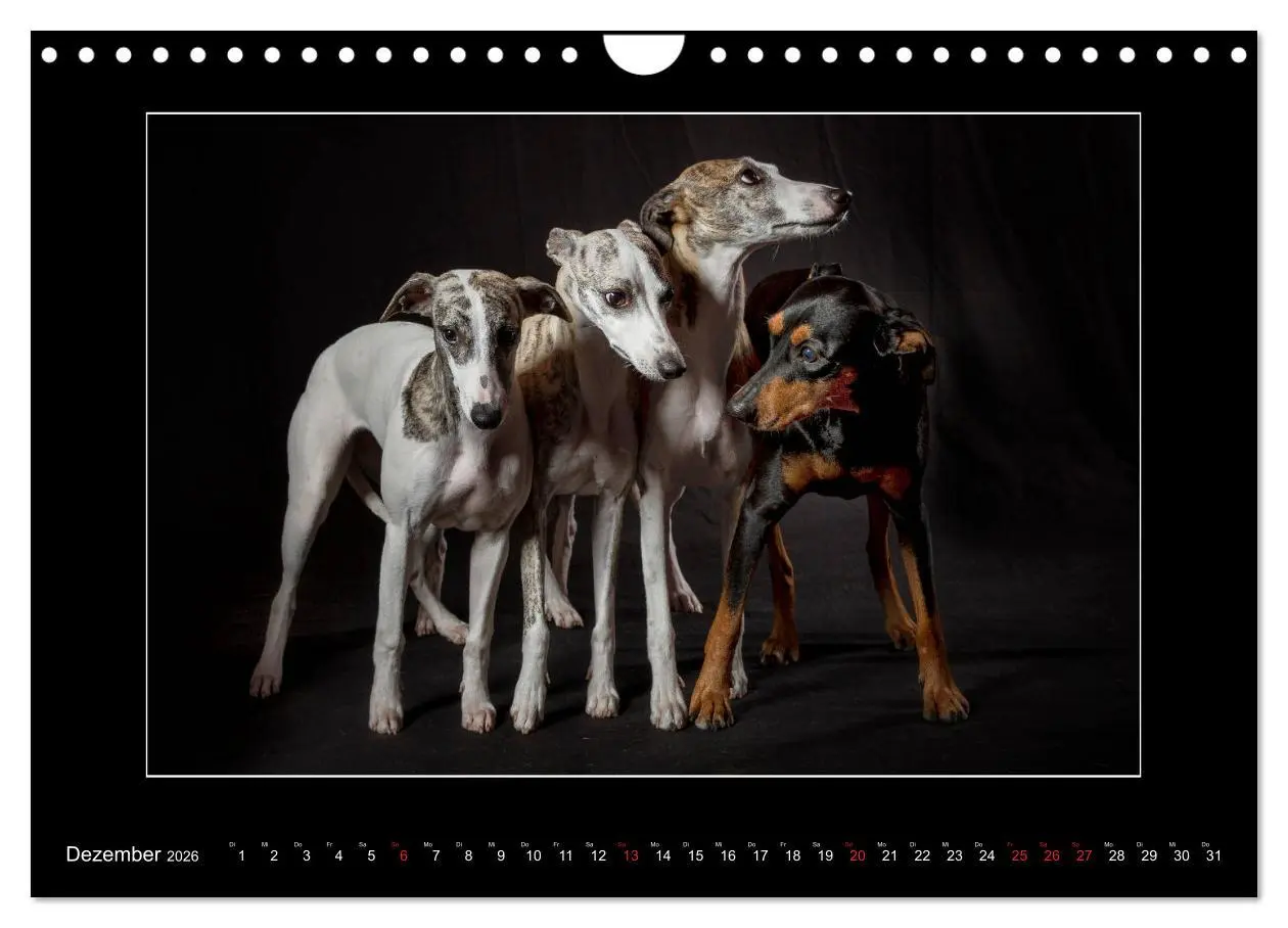 Bild: 9783457747261 | Windhunde - Schnelle Schönheiten (Wandkalender 2026 DIN A4 quer),...