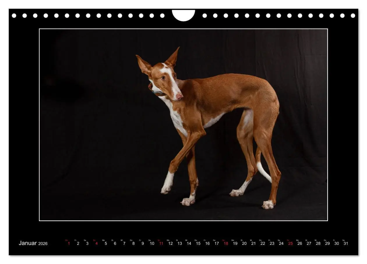 Bild: 9783457747261 | Windhunde - Schnelle Schönheiten (Wandkalender 2026 DIN A4 quer),...