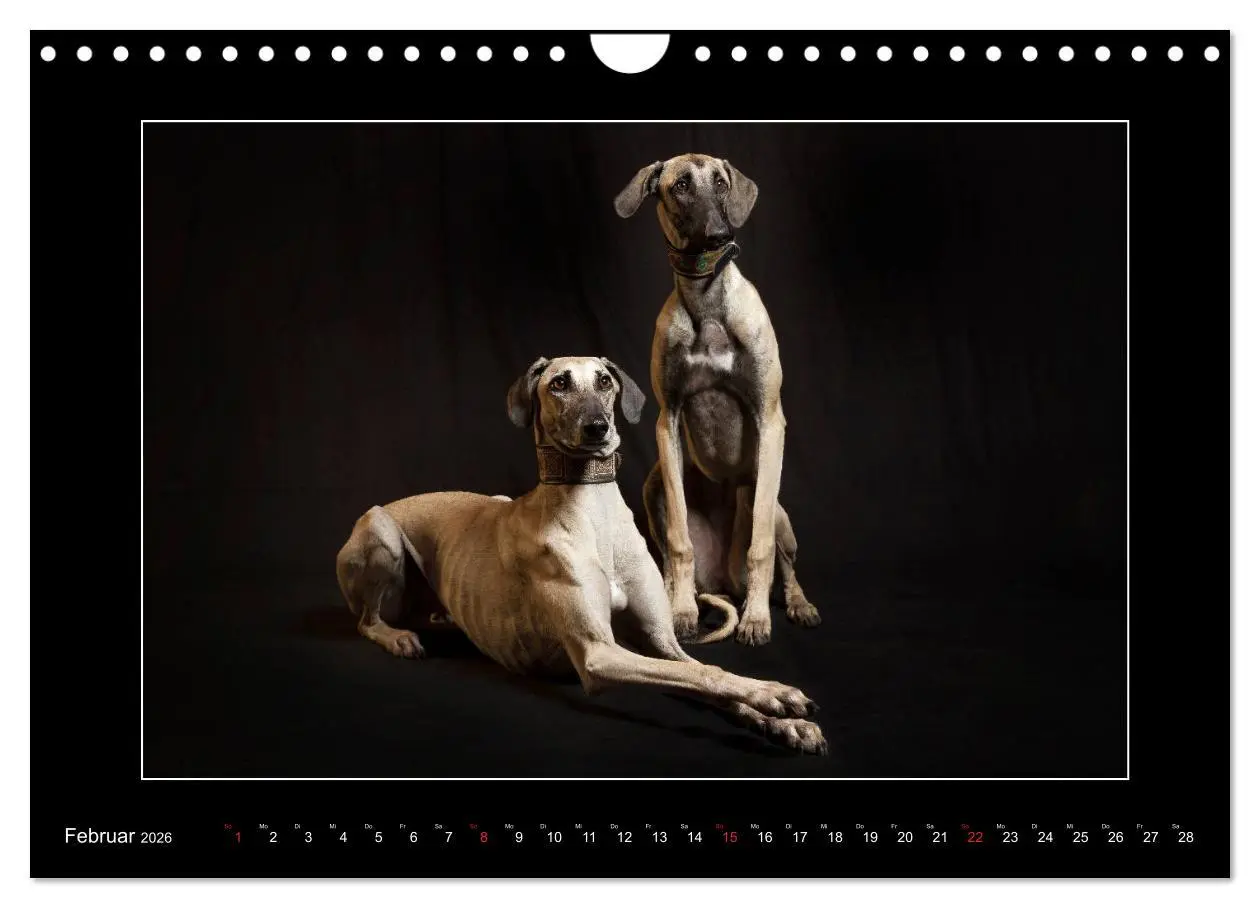 Bild: 9783457747261 | Windhunde - Schnelle Schönheiten (Wandkalender 2026 DIN A4 quer),...