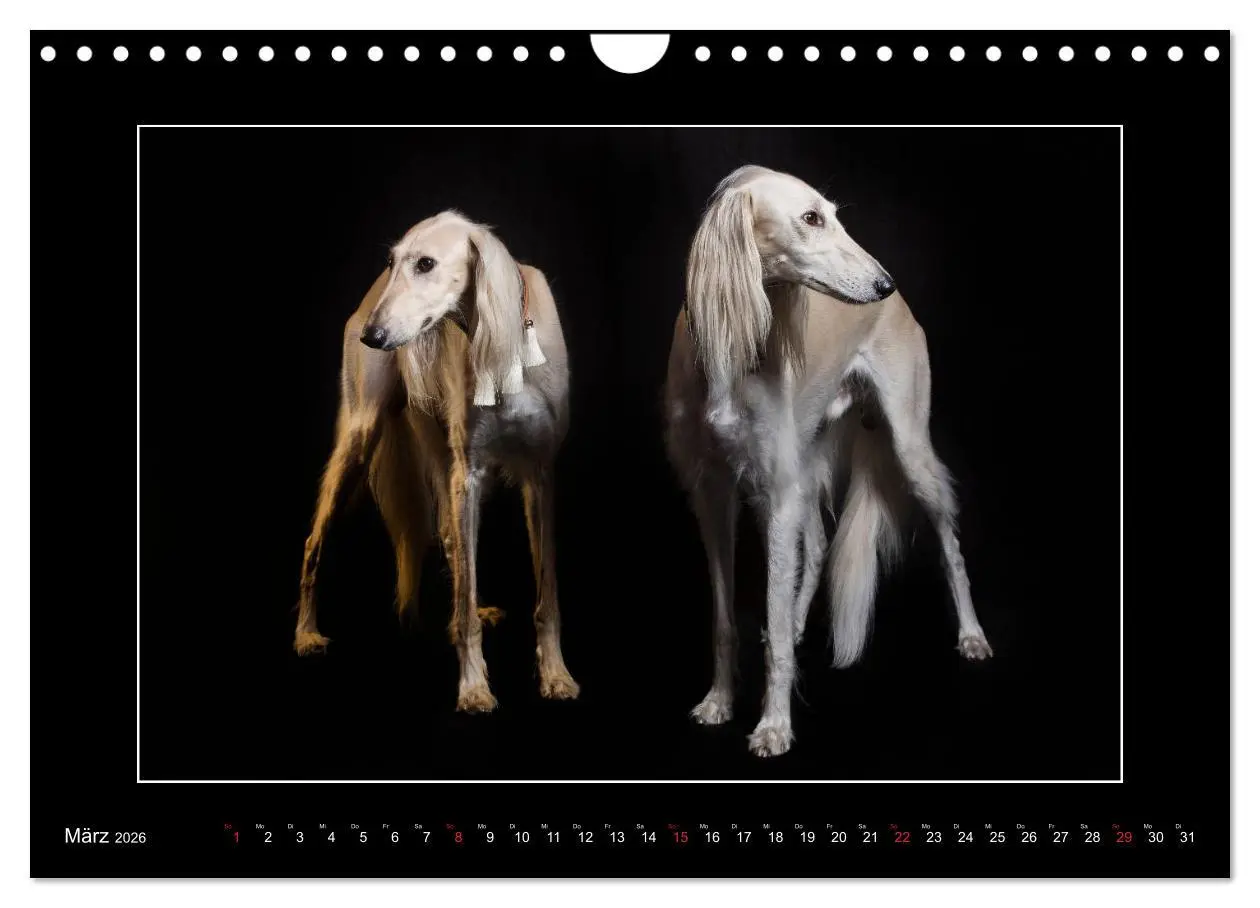 Bild: 9783457747261 | Windhunde - Schnelle Schönheiten (Wandkalender 2026 DIN A4 quer),...