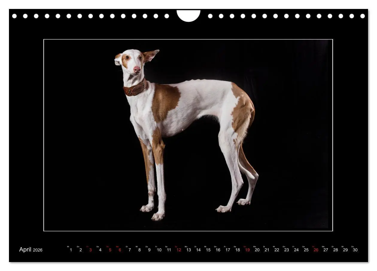 Bild: 9783457747261 | Windhunde - Schnelle Schönheiten (Wandkalender 2026 DIN A4 quer),...