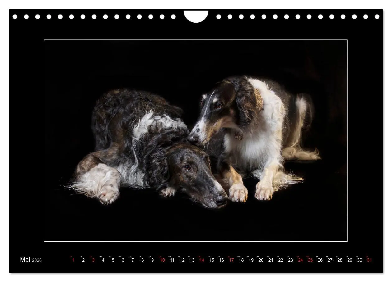 Bild: 9783457747261 | Windhunde - Schnelle Schönheiten (Wandkalender 2026 DIN A4 quer),...
