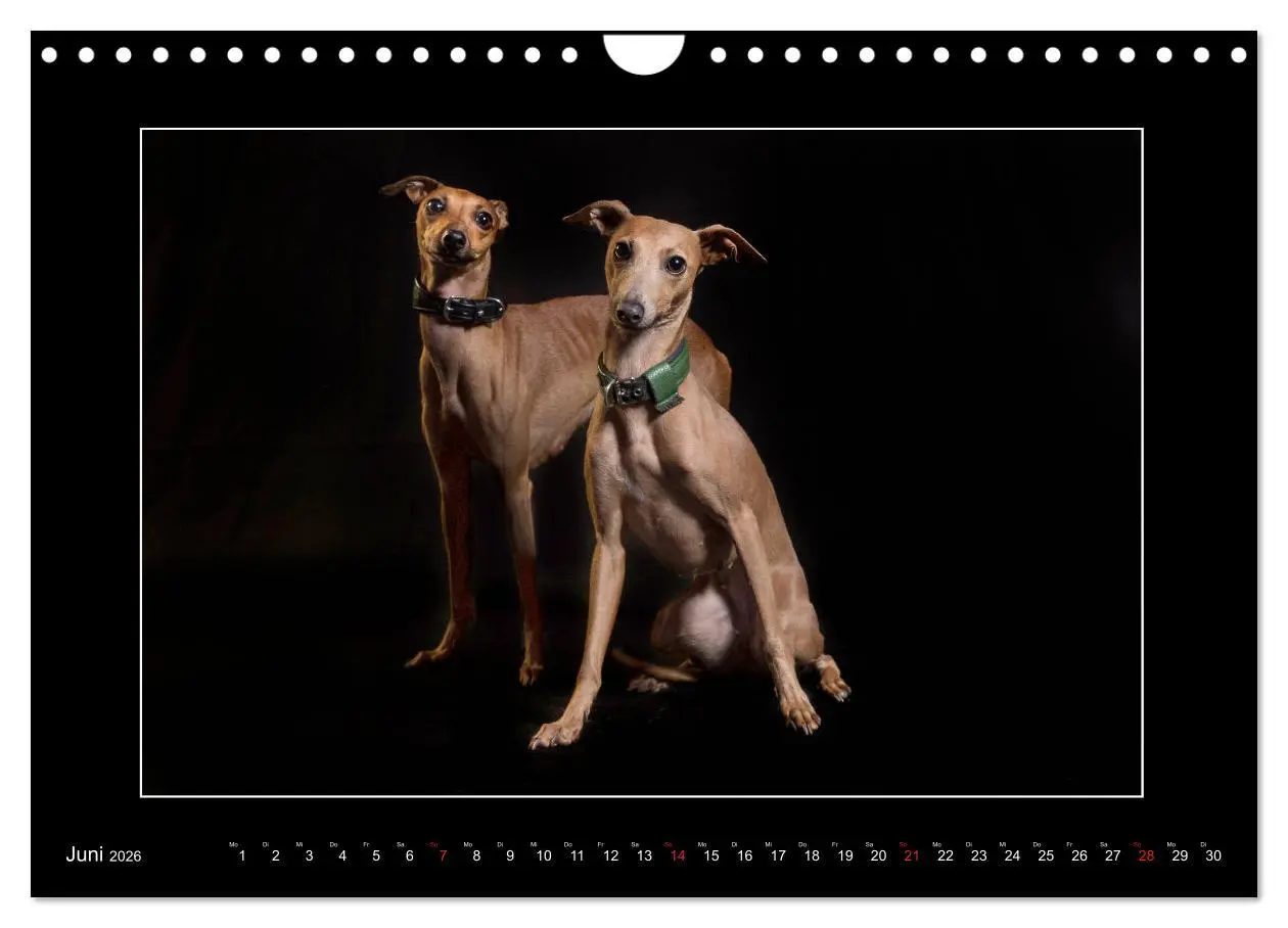 Bild: 9783457747261 | Windhunde - Schnelle Schönheiten (Wandkalender 2026 DIN A4 quer),...