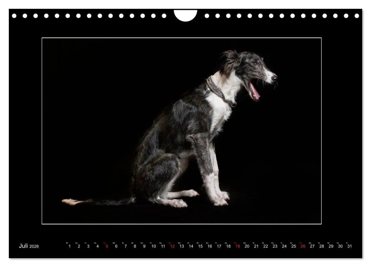 Bild: 9783457747261 | Windhunde - Schnelle Schönheiten (Wandkalender 2026 DIN A4 quer),...