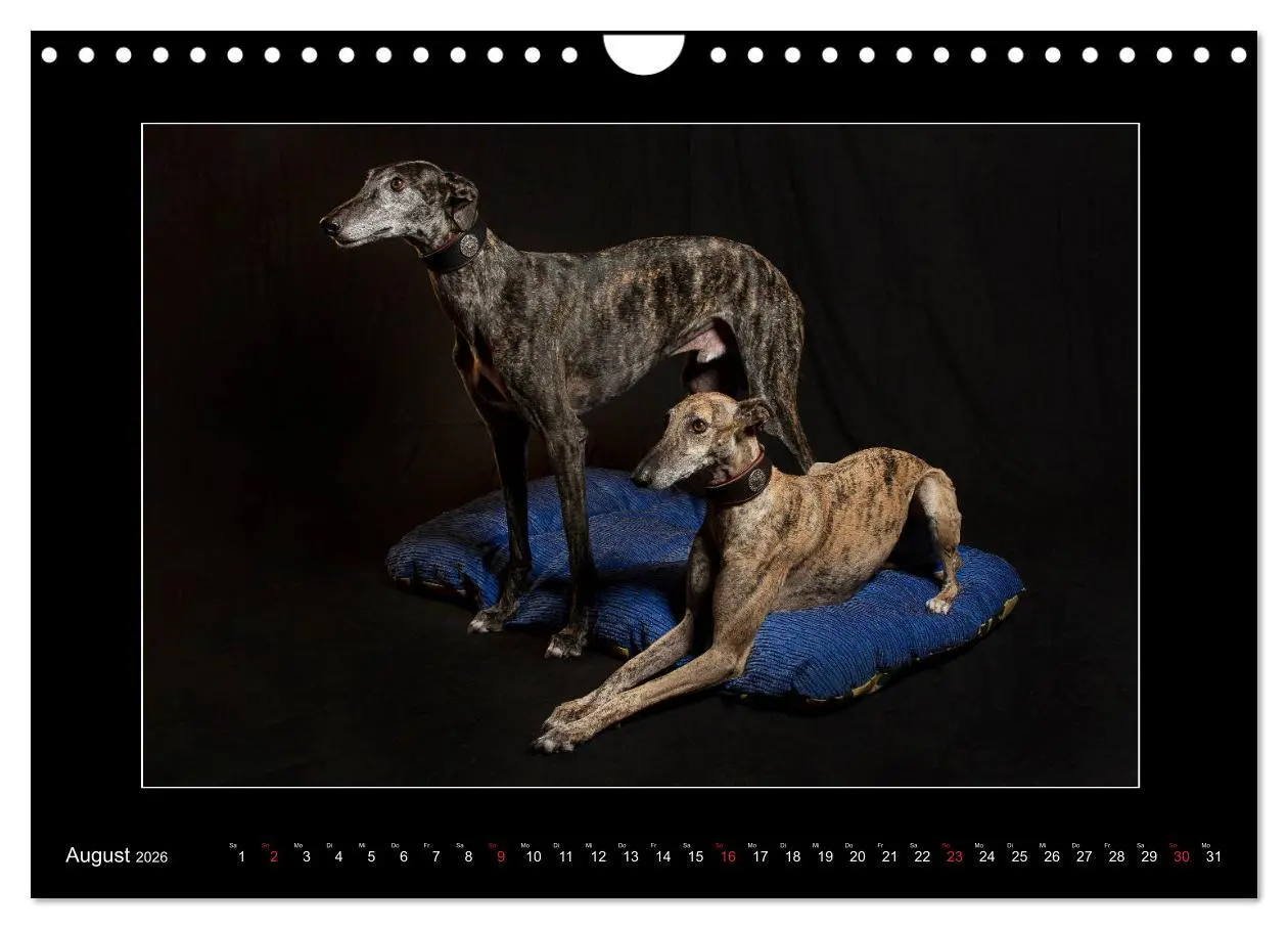 Bild: 9783457747261 | Windhunde - Schnelle Schönheiten (Wandkalender 2026 DIN A4 quer),...