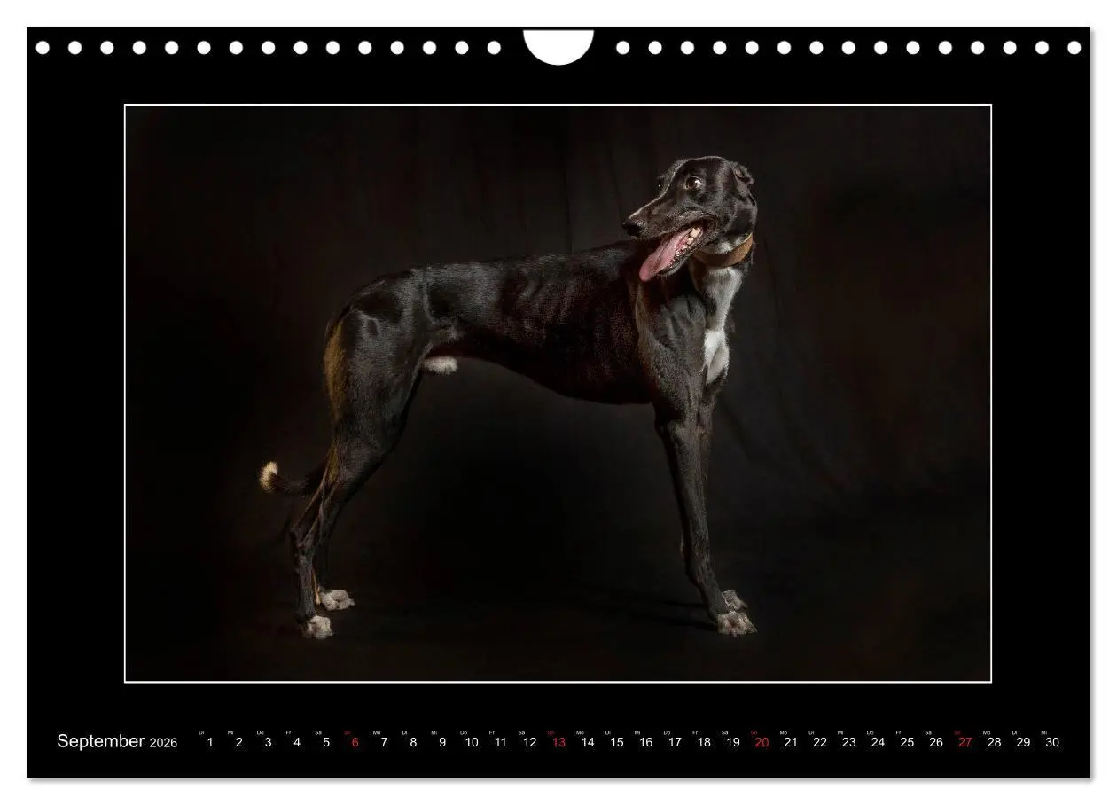 Bild: 9783457747261 | Windhunde - Schnelle Schönheiten (Wandkalender 2026 DIN A4 quer),...