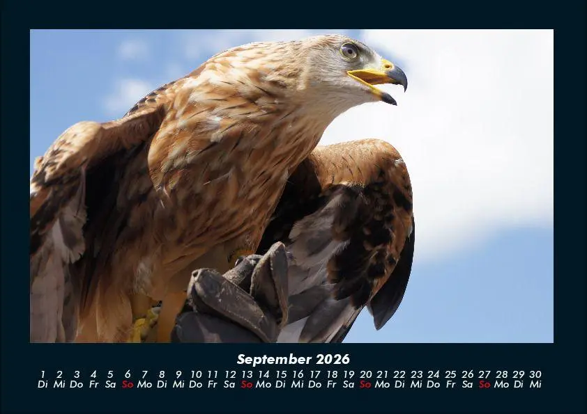 Bild: 9783695417261 | Adler 2026 Fotokalender DIN A4 | Tobias Becker | Kalender | Deutsch