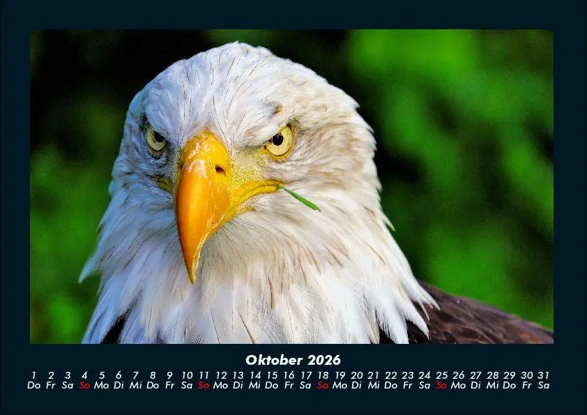 Bild: 9783695417261 | Adler 2026 Fotokalender DIN A4 | Tobias Becker | Kalender | Deutsch