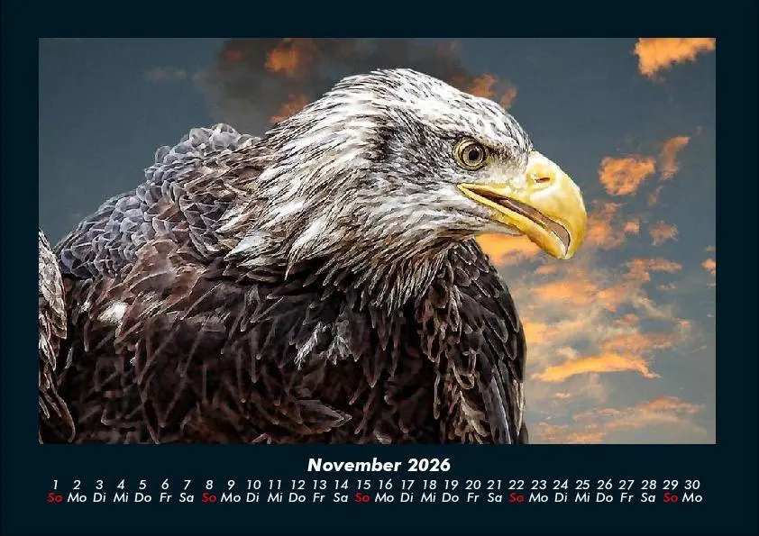 Bild: 9783695417261 | Adler 2026 Fotokalender DIN A4 | Tobias Becker | Kalender | Deutsch