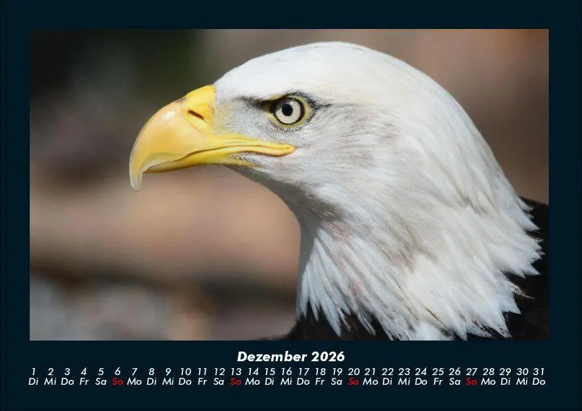 Bild: 9783695417261 | Adler 2026 Fotokalender DIN A4 | Tobias Becker | Kalender | Deutsch
