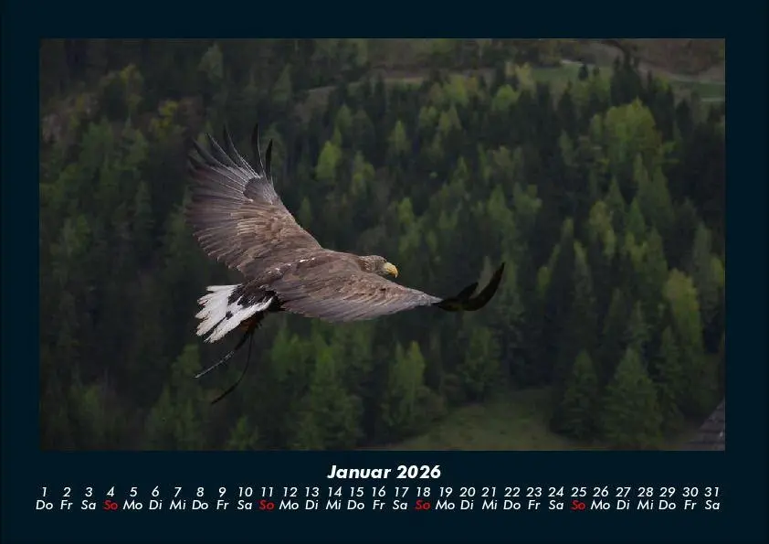 Bild: 9783695417261 | Adler 2026 Fotokalender DIN A4 | Tobias Becker | Kalender | Deutsch