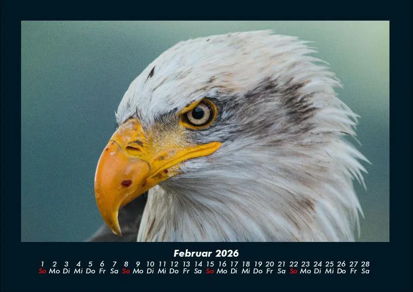 Bild: 9783695417261 | Adler 2026 Fotokalender DIN A4 | Tobias Becker | Kalender | Deutsch
