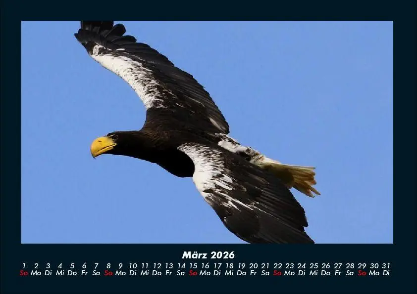 Bild: 9783695417261 | Adler 2026 Fotokalender DIN A4 | Tobias Becker | Kalender | Deutsch