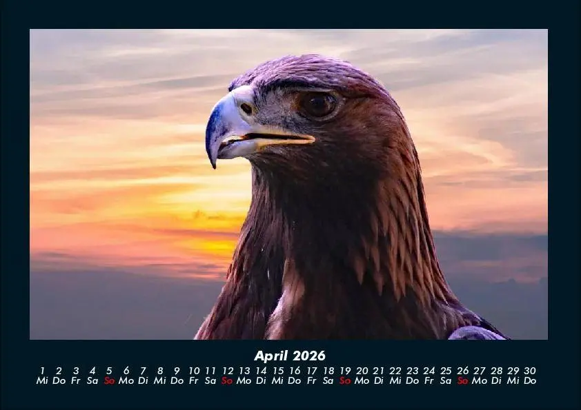 Bild: 9783695417261 | Adler 2026 Fotokalender DIN A4 | Tobias Becker | Kalender | Deutsch
