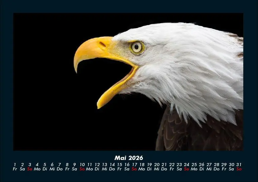Bild: 9783695417261 | Adler 2026 Fotokalender DIN A4 | Tobias Becker | Kalender | Deutsch