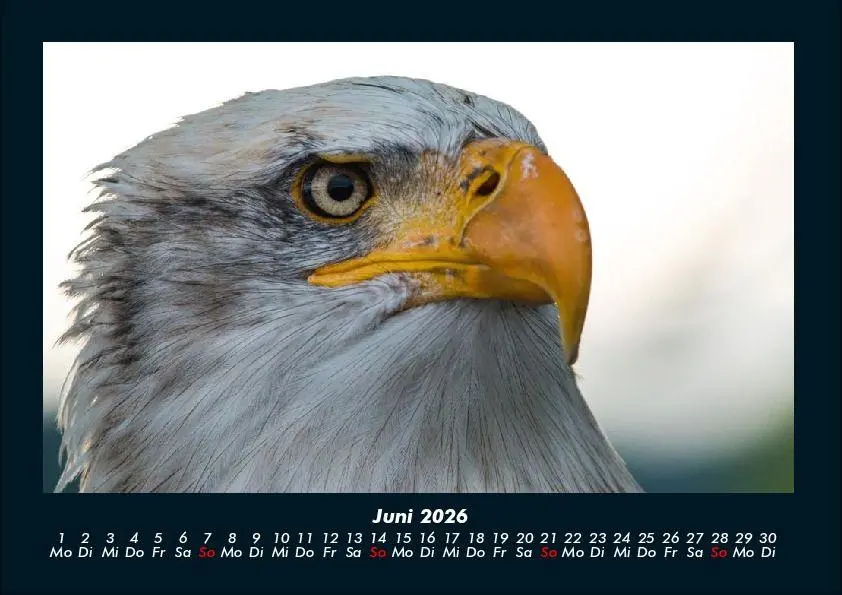 Bild: 9783695417261 | Adler 2026 Fotokalender DIN A4 | Tobias Becker | Kalender | Deutsch