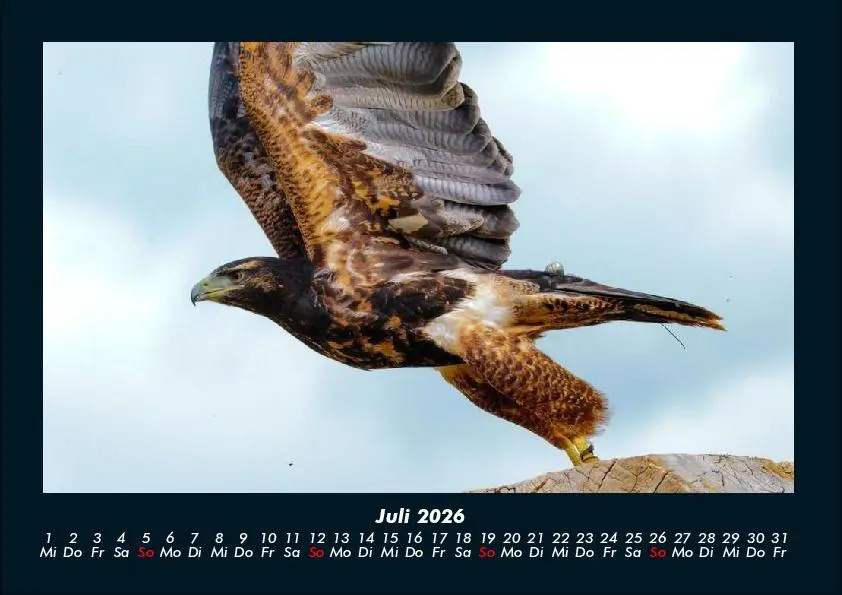 Bild: 9783695417261 | Adler 2026 Fotokalender DIN A4 | Tobias Becker | Kalender | Deutsch