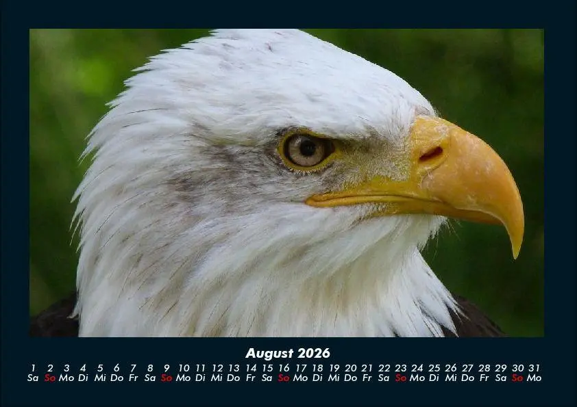 Bild: 9783695417261 | Adler 2026 Fotokalender DIN A4 | Tobias Becker | Kalender | Deutsch