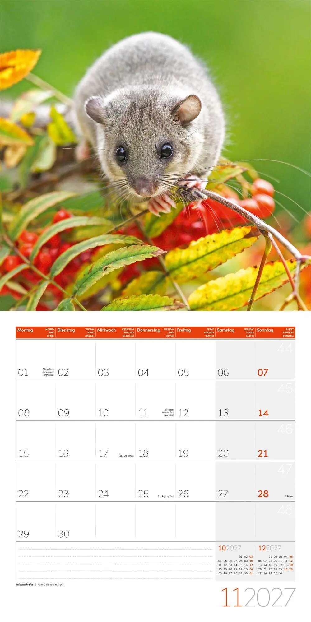 Bild: 9783838447261 | Gartenfreunde Kalender 2027 - 30x30 - Art12 | GmbH | Kalender | 28 S.