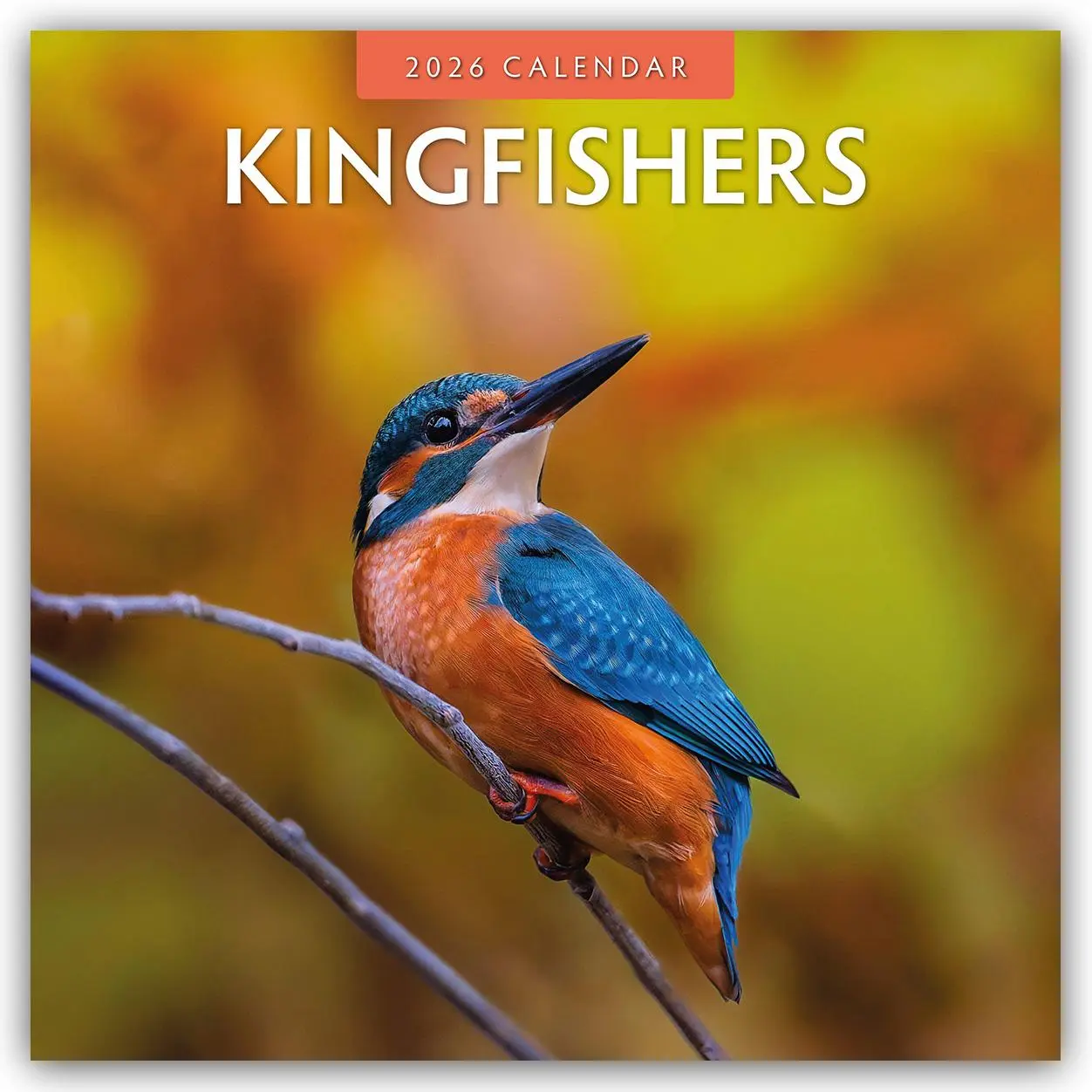 Cover: 9781804427361 | Kingfishers 2026 Square Wall Calendar | Red Robin | Taschenbuch | 2026