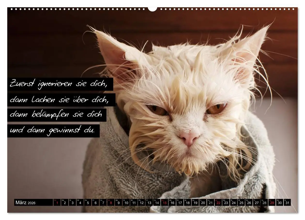 Bild: 9783516067361 | Der "philosophische" Katzenkalender 2026 (hochwertiger Premium...