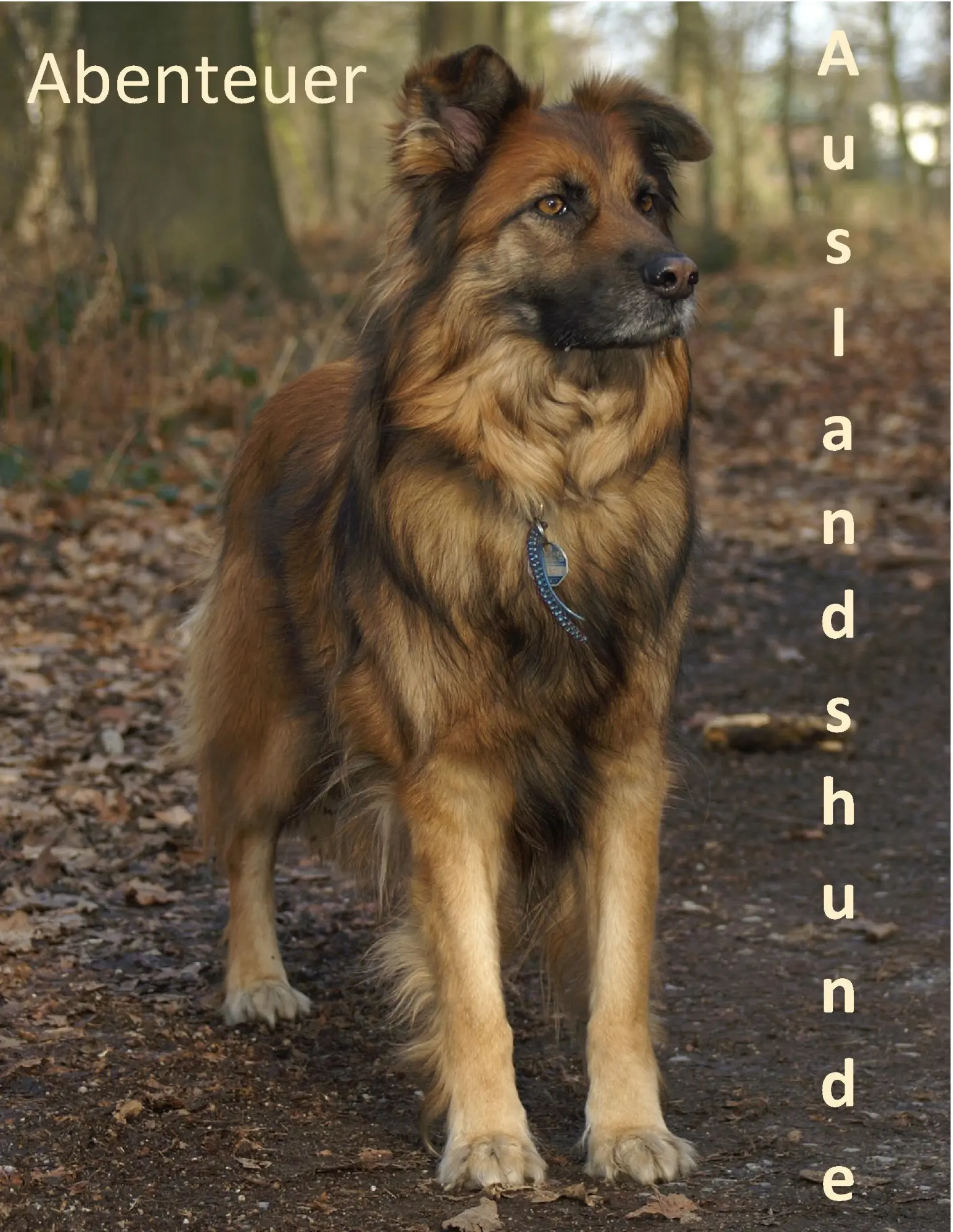 Cover: 9783741237461 | Abenteuer Auslandshunde | Daniela Tschepe | Taschenbuch | 132 S.