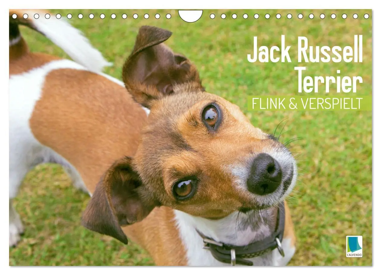 Cover: 9783516597561 | Jack Russell Terrier: flink und verspielt (Wandkalender 2026 DIN A4...