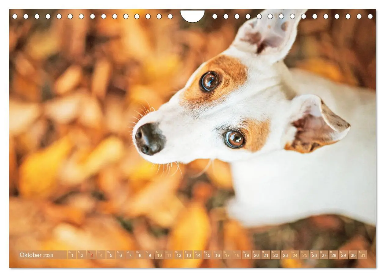 Bild: 9783516597561 | Jack Russell Terrier: flink und verspielt (Wandkalender 2026 DIN A4...