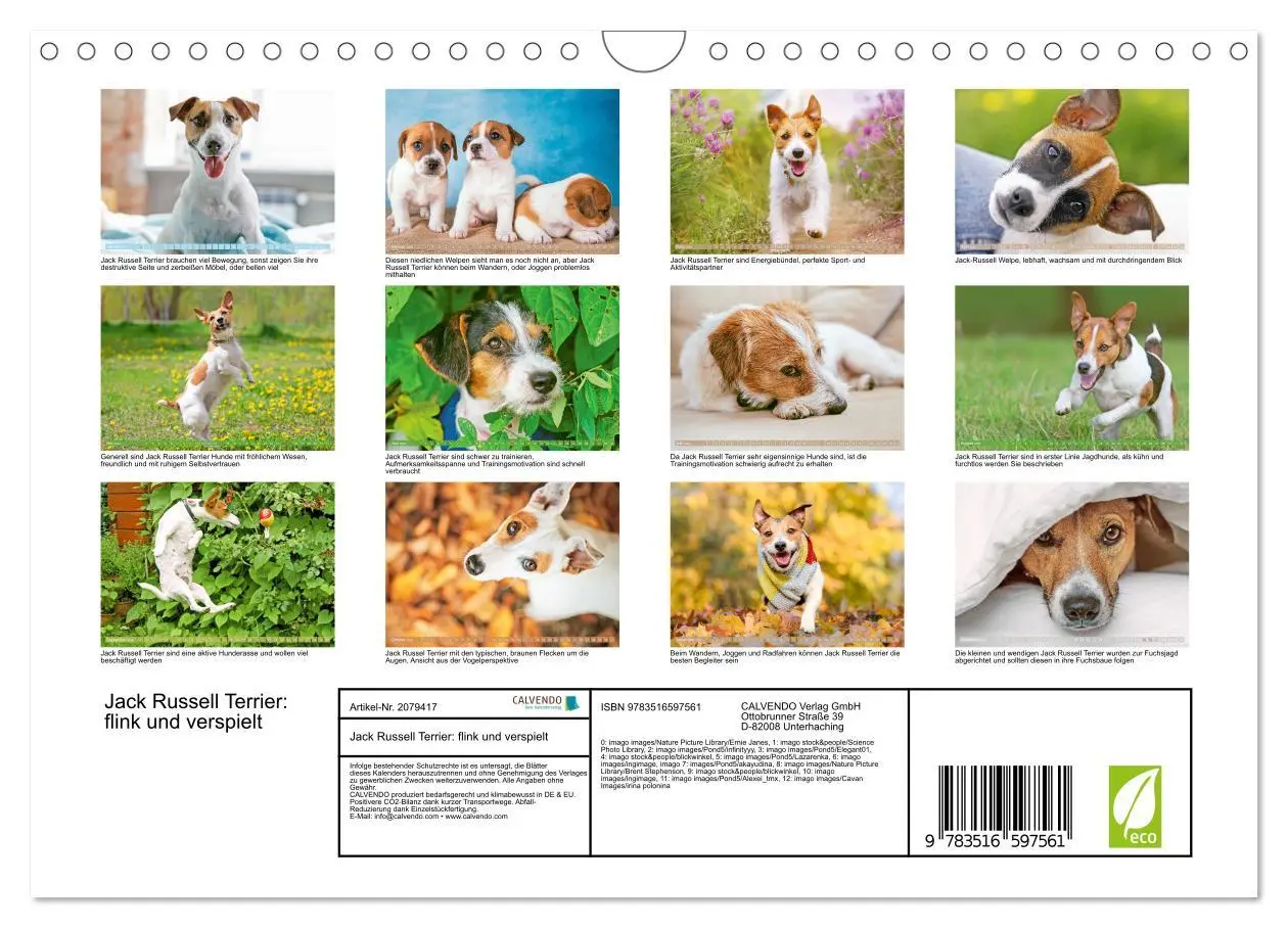 Bild: 9783516597561 | Jack Russell Terrier: flink und verspielt (Wandkalender 2026 DIN A4...