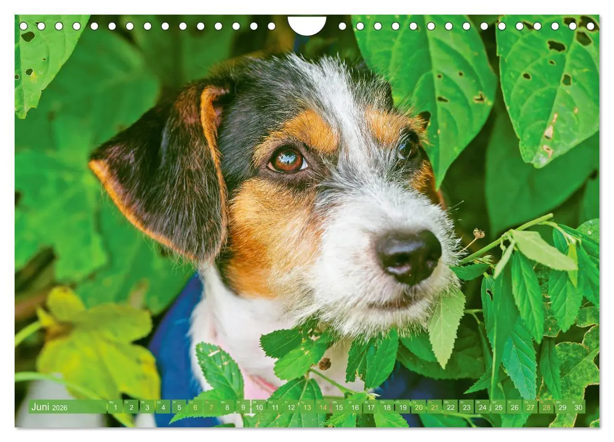 Bild: 9783516597561 | Jack Russell Terrier: flink und verspielt (Wandkalender 2026 DIN A4...